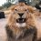 Wildlife Safari’s African Lion, Enzi, Receives Dental Procedure